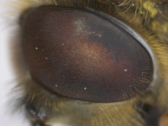 Eristalis pertinax