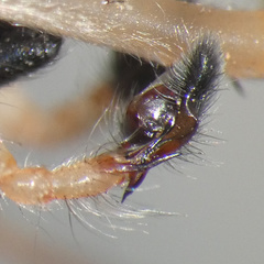Cheiracanthium furculatum