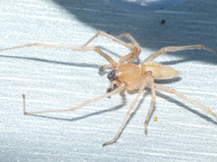 Cheiracanthium furculatum