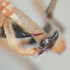 Cheiracanthium furculatum