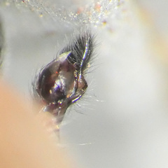 Cheiracanthium furculatum