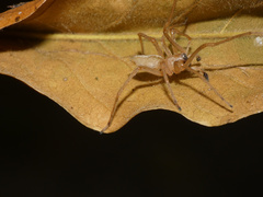 Cheiracanthium furculatum