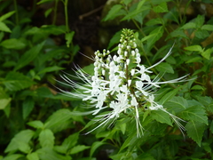 Orthosiphon aristatus