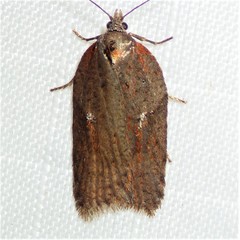 Acleris bowmanana