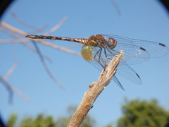 Trithemis werneri