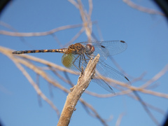Trithemis werneri