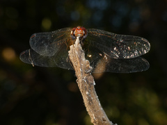 Trithemis werneri