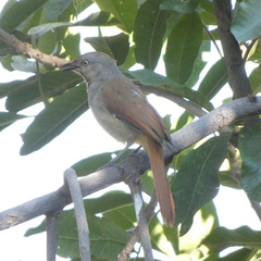 Cichladusa arquata