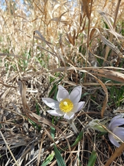 Pulsatilla nuttalliana