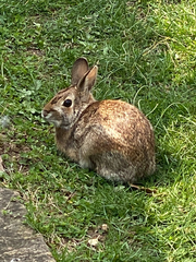Sylvilagus floridanus