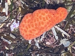 Holozoidae