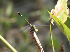Paragomphus elpidius