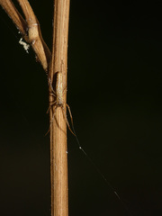 Tetragnatha bogotensis