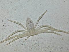 Gephyrota glauca