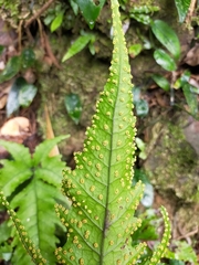 Tectaria subtriphylla