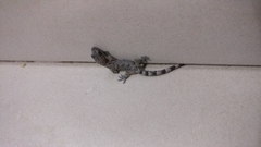 Dravidogecko