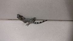 Dravidogecko