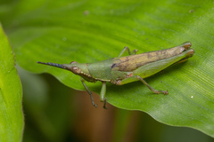 Tagasta marginella