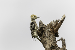 Leiopicus mahrattensis