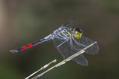 Agrionoptera sexlineata