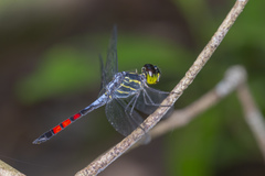 Agrionoptera sexlineata