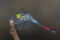 Agrionoptera sexlineata