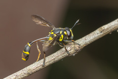 Monoceromyia javana