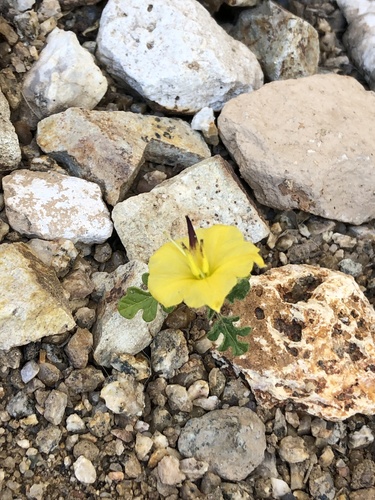 Solanum rostratum iNat (2)