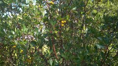 Arbutus andrachne