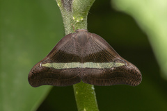 Pochazia sinuata