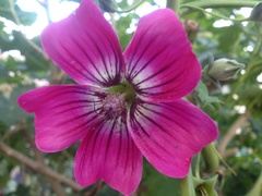 Malva assurgentiflora