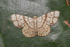 Heterostegane warreni