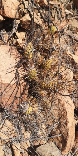 Maihueniopsis crassispina