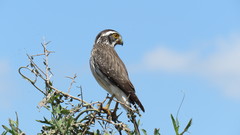 Spiziapteryx circumcincta