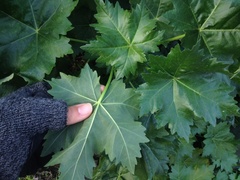 Malva assurgentiflora