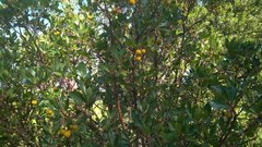 Arbutus andrachne