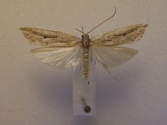 Donacostola notabilis
