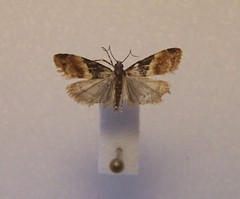 Eudonia chlamydota