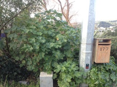 Malva assurgentiflora