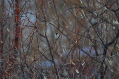 Passer montanus