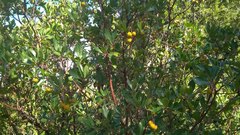 Arbutus andrachne