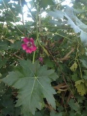 Malva assurgentiflora