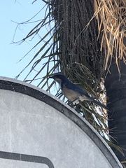 Aphelocoma californica