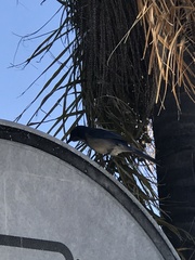 Aphelocoma californica