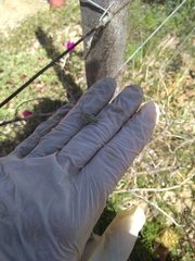 Athaumastus haematicus