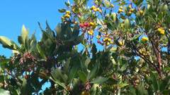 Arbutus andrachne