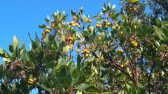 Arbutus andrachne