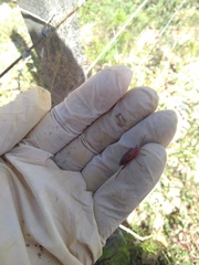 Athaumastus haematicus