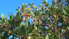 Arbutus andrachne