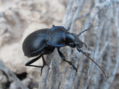 Carabus lusitanicus